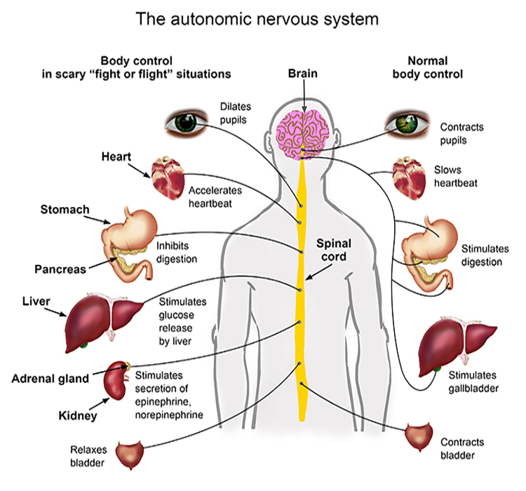 Diagram showing all the organs involved with the  autonomic system